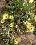 Cephalophyllum tricolorum