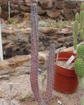 Cereus Aethiops