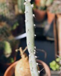 Cereus Albicaulis