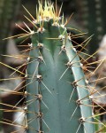 Cereus Cochabambensis