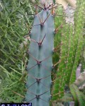 Cereus Comarapanus