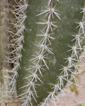 Cereus Fricii