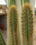 Cereus Insularis