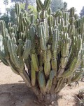 Cereus Lamprospermus