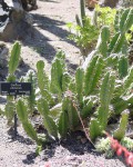 Cereus Obtusus