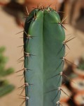 Cereus Pachyrhizus