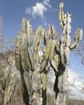 Cereus Pierre-braunianus