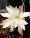 Cereus Spegazzinii