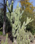 Cereus Validus