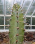 Cereus Vargasianus