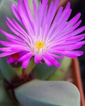 Cerochlamys