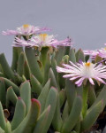 Cerochlamys gemina