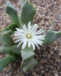 Cerochlamys pachyphylla 'Albiflora'