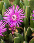 Cerochlamys purpureostyla