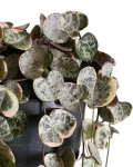 Ceropegia