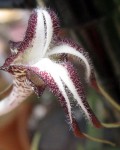 Ceropegia Stapeliiformis