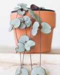 Ceropegia woodii Silver Glory