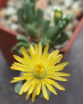 Chasmatophyllum