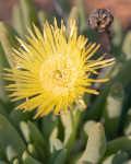 Cheiridopsis