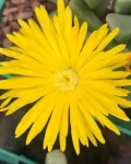 Cheiridopsis amabilis