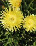 Cheiridopsis aspera