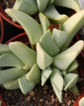 Cheiridopsis caroli-schmidtii