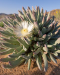 Cheiridopsis denticulata
