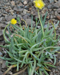 Cheiridopsis derenbergiana