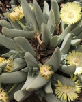 Cheiridopsis gamoepensis