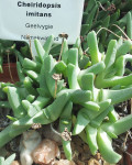 Cheiridopsis imitans