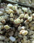 Cheiridopsis minor
