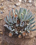 Cheiridopsis namaquensis