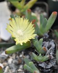 Cheiridopsis Namaquensis