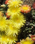 Cheiridopsis pearsonii