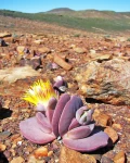 Cheiridopsis peculiaris