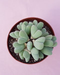 Cheiridopsis pillansii