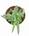 Cheiridopsis rudis
