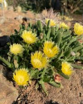 Cheiridopsis umdausensis
