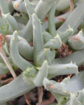 Cheiridopsis velox