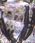 Cipocereus Crassisepalus