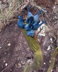 Cipocereus Minensis