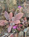 Cistanthe Maritima