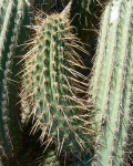 Cleistocactus Ayopayanus