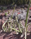 Cleistocactus Baumannii