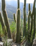 Cleistocactus Buchtienii