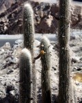 Cleistocactus Clavispinus