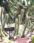 Cleistocactus Dependens