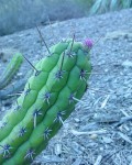 Cleistocactus Fieldianus