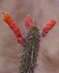 Cleistocactus Grossei