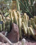 Cleistocactus Hildegardiae